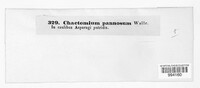Chaetomium elatum image